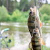 perch fishingrod blurred lake background 169016 37306