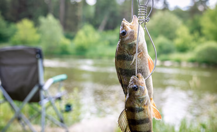 perch fishingrod blurred lake background 169016 37306